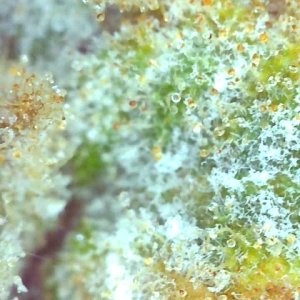 Skunk Special-Day 57F Trichomes-h.jpg