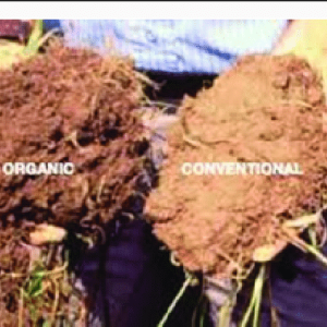 Regeneration-of-the-soil-structure-of-the-organic-farming-systems-can-be-shown-compared.png