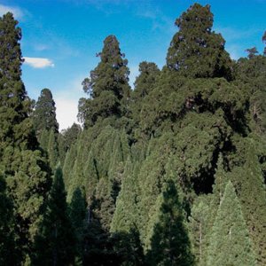 sequoiadendron-giganteum-15484166-1.jpg