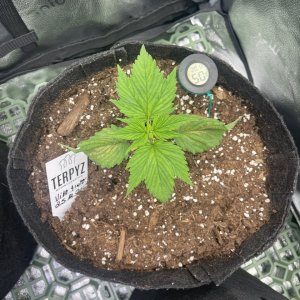 Vinto Tinto mutation - day 22 - top view