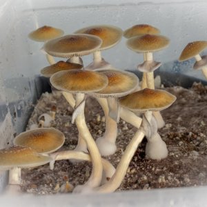 Blue Meanie pick two of 2nd flush.jpg