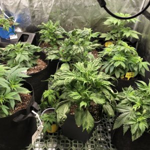 Overview - day 37 since seeded - Kush and Mutations