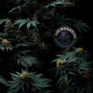 Cannabis Jungle Friends By Moonlight.jpg
