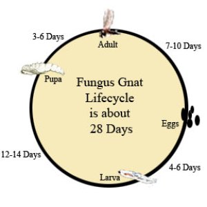 Fungus-Gnats.jpg