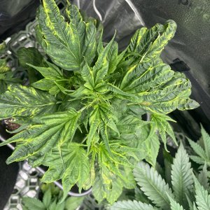 Mimikry Mutation - day 42 - top view