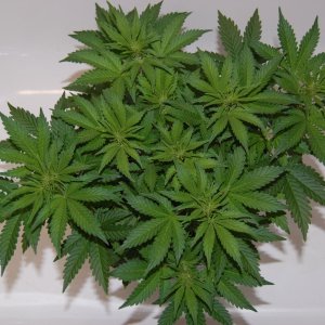 cannabis-plant.JPG