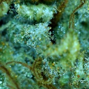 Kali's Mistery-Trichomes on Day 80F-e.jpg