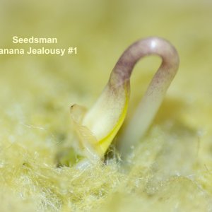 Seedsman Banana Jealousy #1.jpg