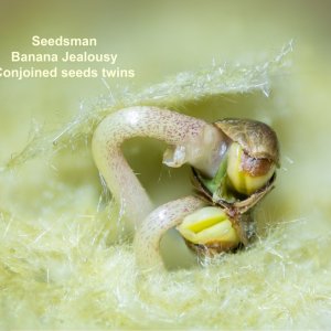 Seedsman Banana Jealousy conjoined seeds twins.jpg