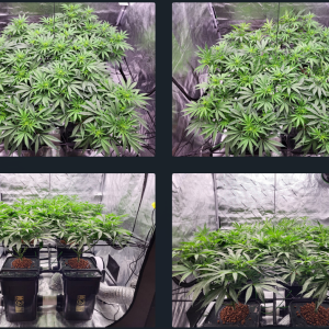 Kush Mints day51 LST.png