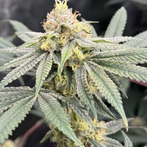 SWTSEEDS: Red Hot Cookies #2 (Power)