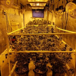 20ft Container Grow Chamber.jpg