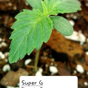 Super G-Grow Journal
