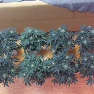 No veg clone maximum yield no wasted time or money!