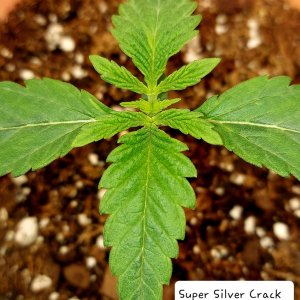 Super Silver Crack-Grow Journal