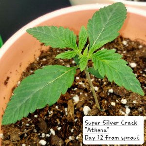 Super Silver Crack-Grow Journal