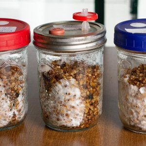Various Mycelium growth in jars.jpg