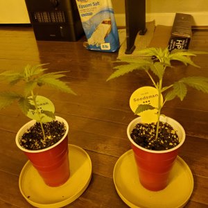 PGCs 15 days from sprout 3/25/24