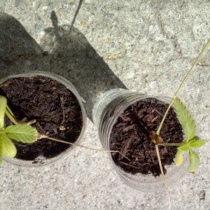 Cannabis seedling outdoor