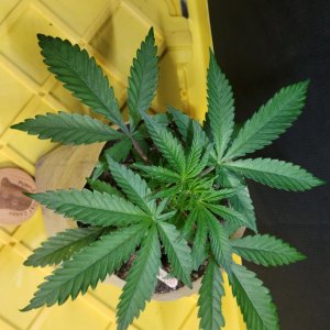 Purple Ghost Candy #1 top day 31