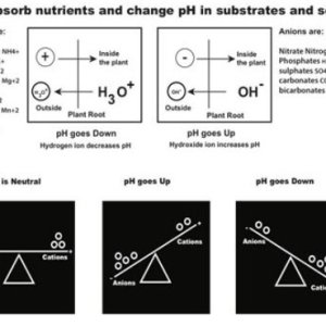 pH Change Due to Ion Cation Exchange in Res.png