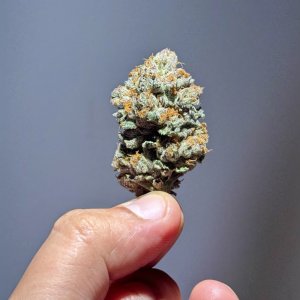 SWTSDS: Red Hot Cookies #2 (PowerUp)