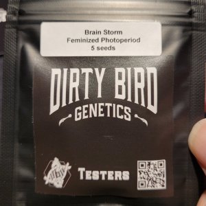 20240220_190431 Dirty Bird seeds.jpg