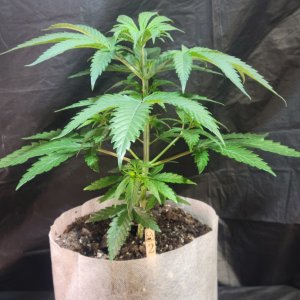 Purple Ghost Candy #2 front day 41