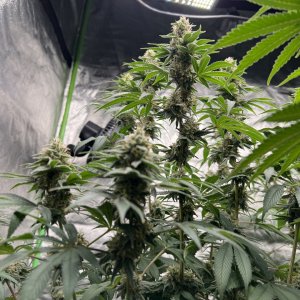 Banner 76 and day 38 of flower