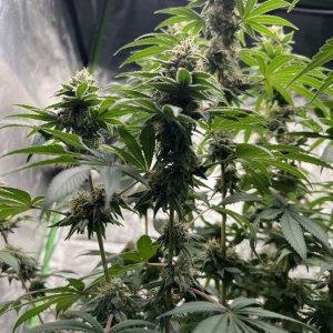 Banner Day 78 and day 40 of flower