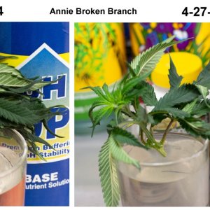 Annie Broken Branch recovery 1.jpg