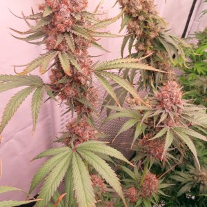 IMG_4625 - Girl Scout Cookies