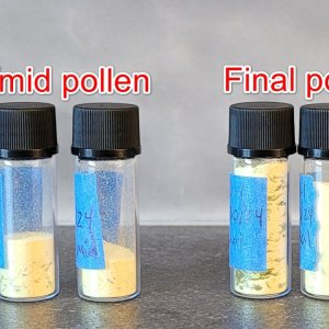 20240501_092352 CD-1 final pollen collection vials.jpg