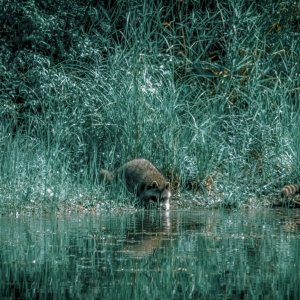 Raccoons at pond 3.jpg