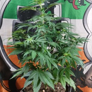 Purple Ghost Candy #3 day 5 flower