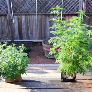 2024 Outdoor Grow Project-5/17/24