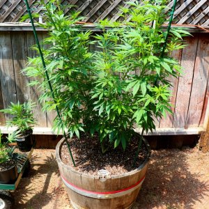 2024 Outdoor Grow Project-Transplant Day-5/20/24