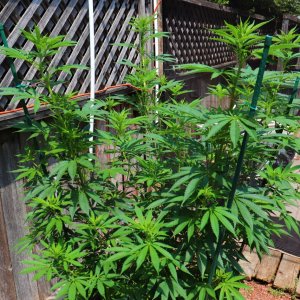 2024 Outdoor Grow Project-Transplant Day-5/20/24