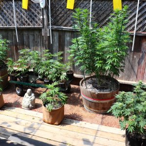 2024 Outdoor Grow Project-5/28/24
