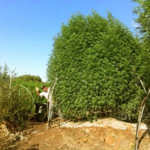 grow-giant-cannabis-plants.jpg