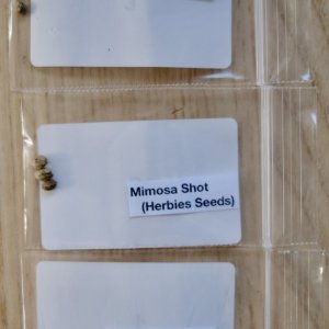 JOTM seed prize from Herbies