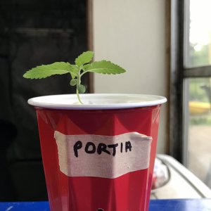 Purple Ghost Candy (Portia)-Day 11-d.JPG
