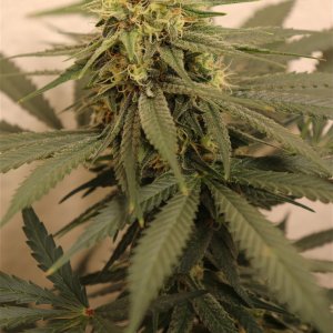Mango Mousse by Herbies Seeds-Day 40 of Flowering-5/31/24