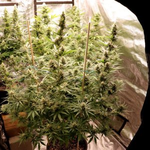 Apple Betty by Herbies Seeds-Day 41 of Flowering-6/1/24