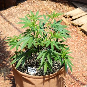 2024 Outdoor Grow Project-6/1/24