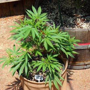 2024 Outdoor Grow Project-6/1/24