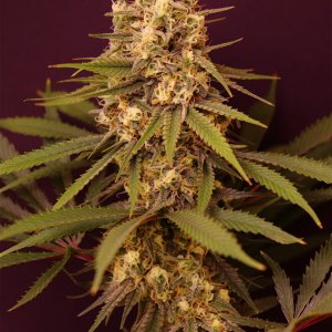Afghan Hash Plant #1 by Canuk Seeds-Day 41 of Flowering-6/1/24