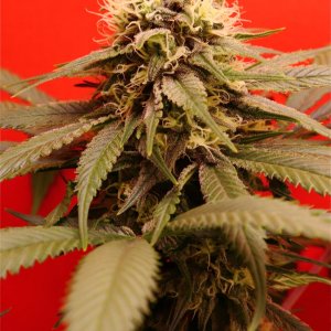 Afghan Hash Plant #2 by Canuk Seeds-Day 41 of Flowering-6/1/24