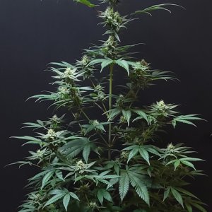 Banana Jealously #2 front day 32 flower, 92 days total