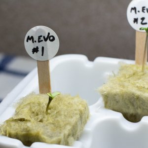 Mimosa EVO seedling 2.jpg